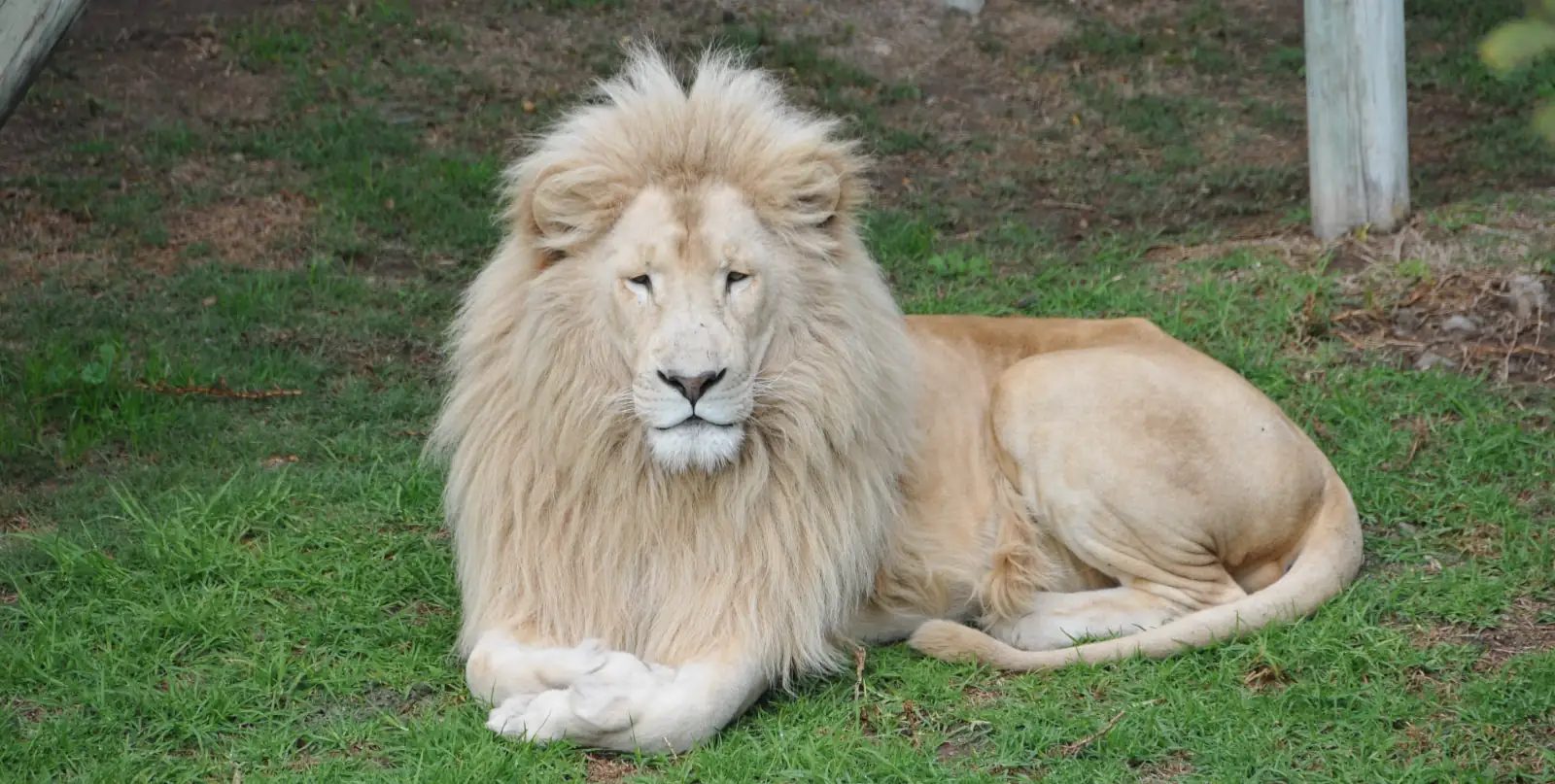 A white lion (indigenous to the region)