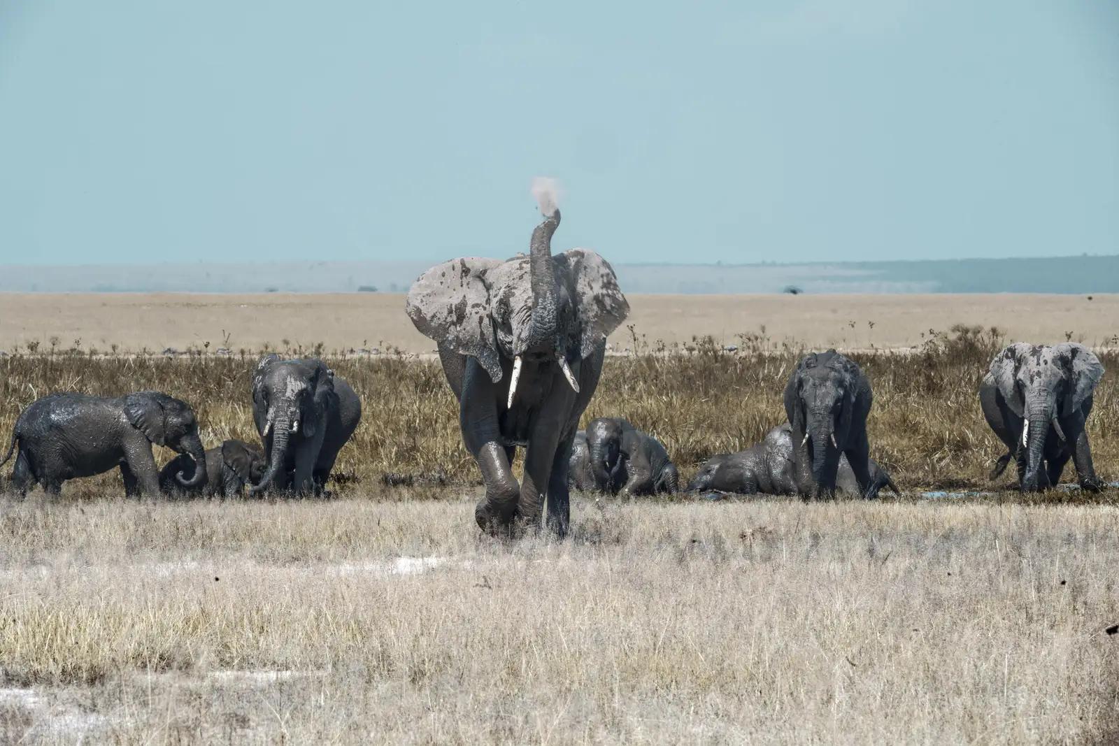 8 Day Amboseli, Mount Kenya & Masai Mara Flying Safari