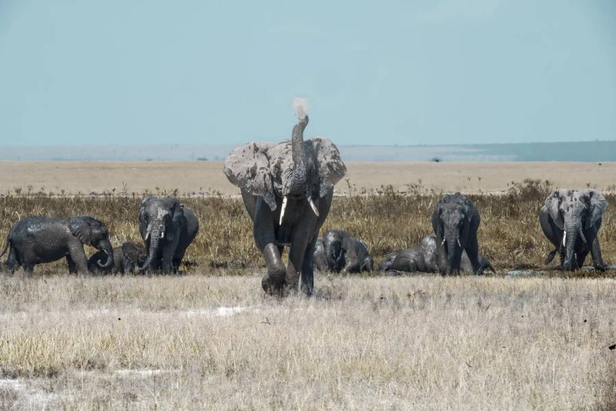 8 Day Amboseli, Mount Kenya & Masai Mara Flying Safari