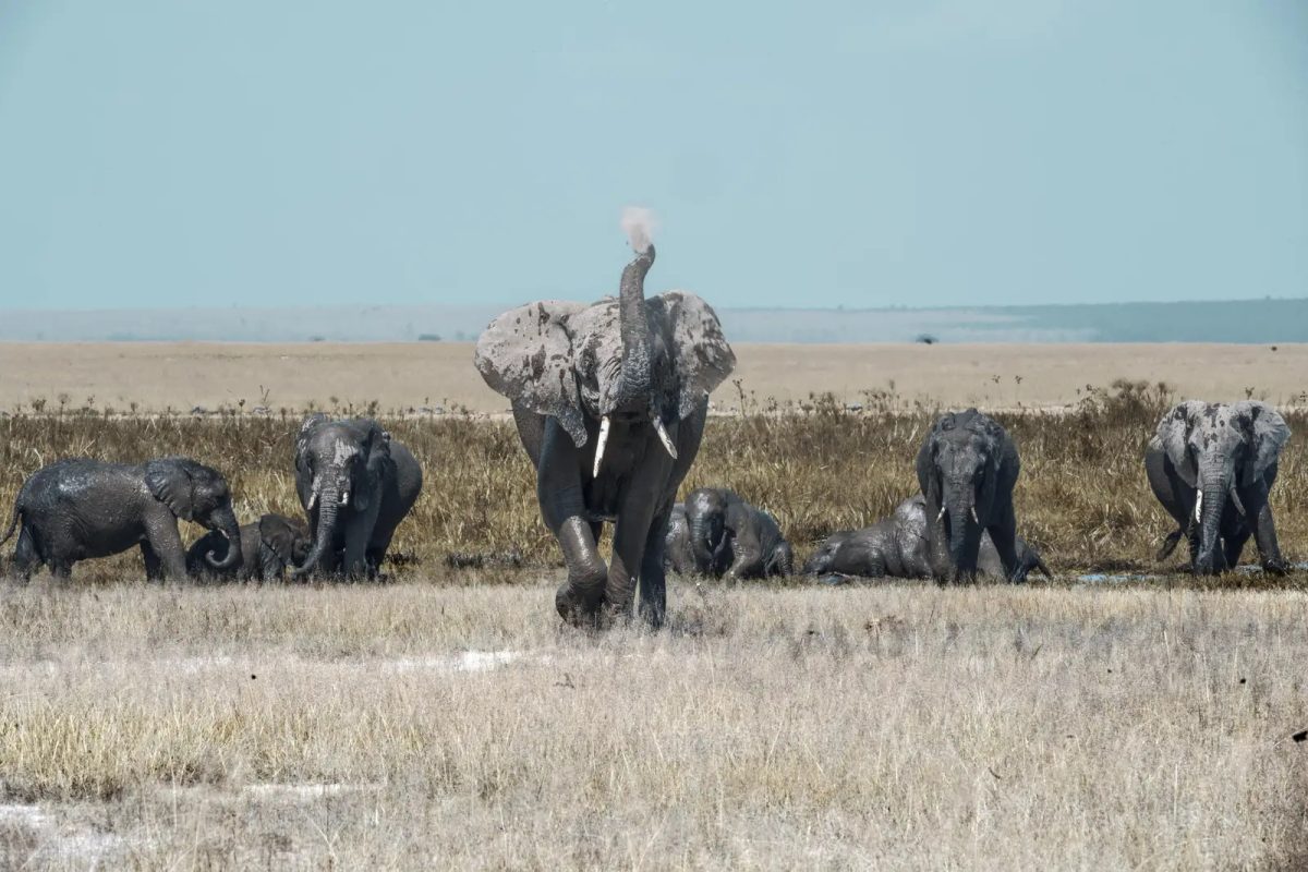 8 Day Amboseli, Mount Kenya & Masai Mara Flying Safari