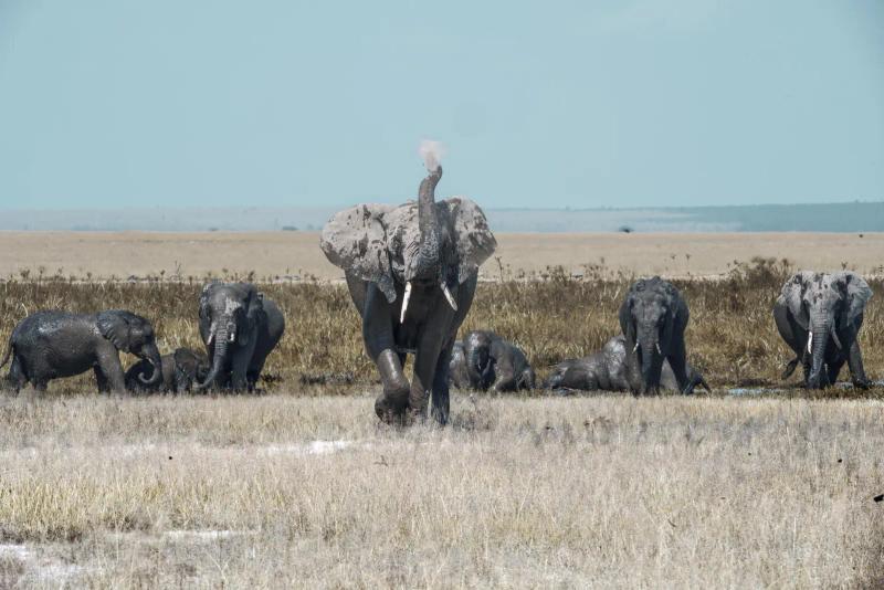 8 Day Amboseli, Mount Kenya & Masai Mara Flying Safari