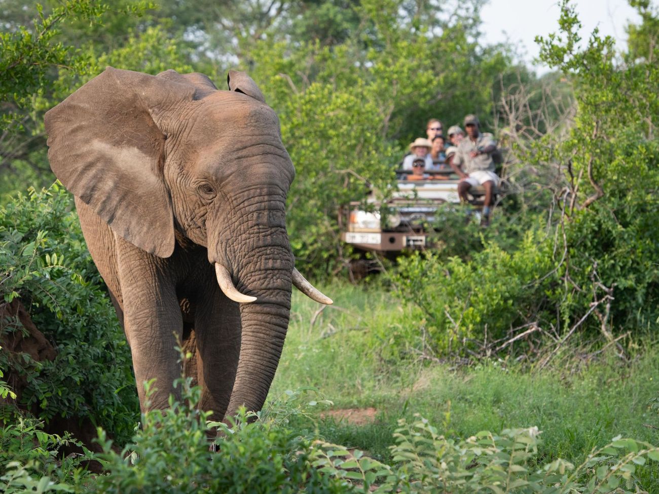 Sausage Tree Safari Camp