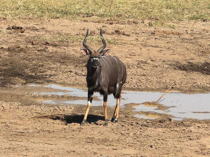USA guests enjoyed a luxury journey through South Africa, Zambia, and Zimbabwe, from Cape Town’s The Marly Boutique Hotel to Simbavati Hilltop Lodge, Victoria Falls’ Royal Livingstone Hotel, and Malori Mashuma Camp.