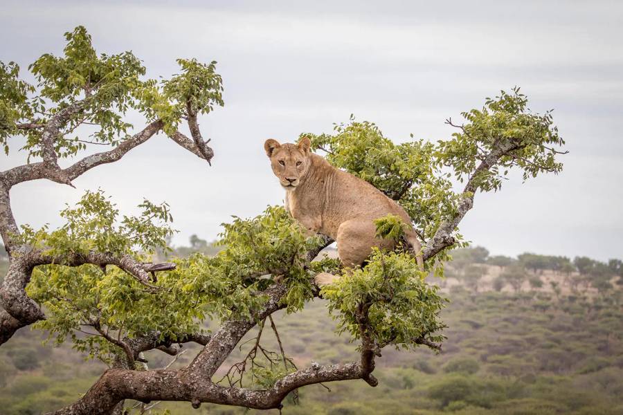 Manyoni Private Game Reserve
