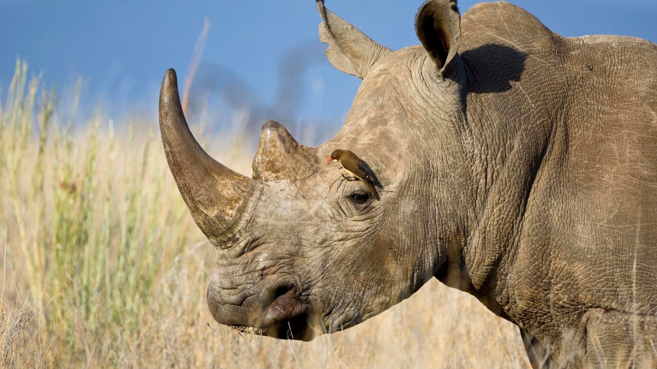 World Rhino Day