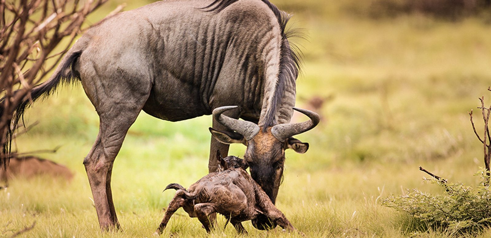 Blue Wildebeest and newly born calf.