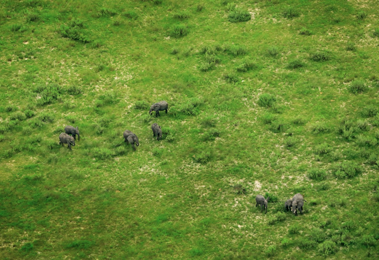 Elephant herd grazing the green pastures