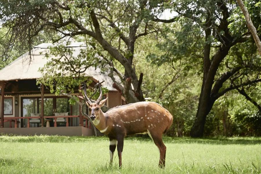 Sanctuary Chobe Chilwero