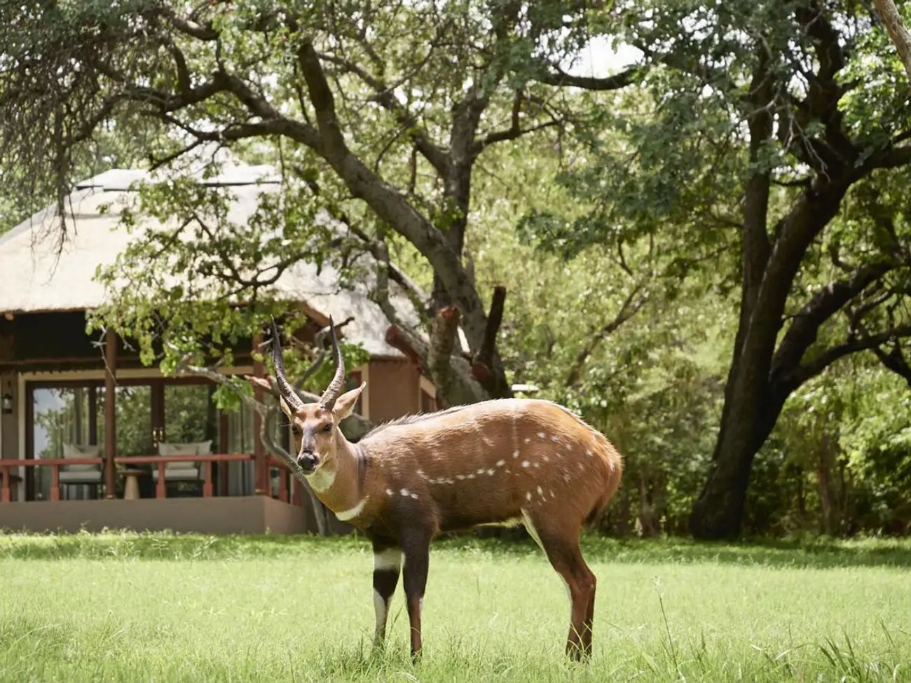 Sanctuary Chobe Chilwero