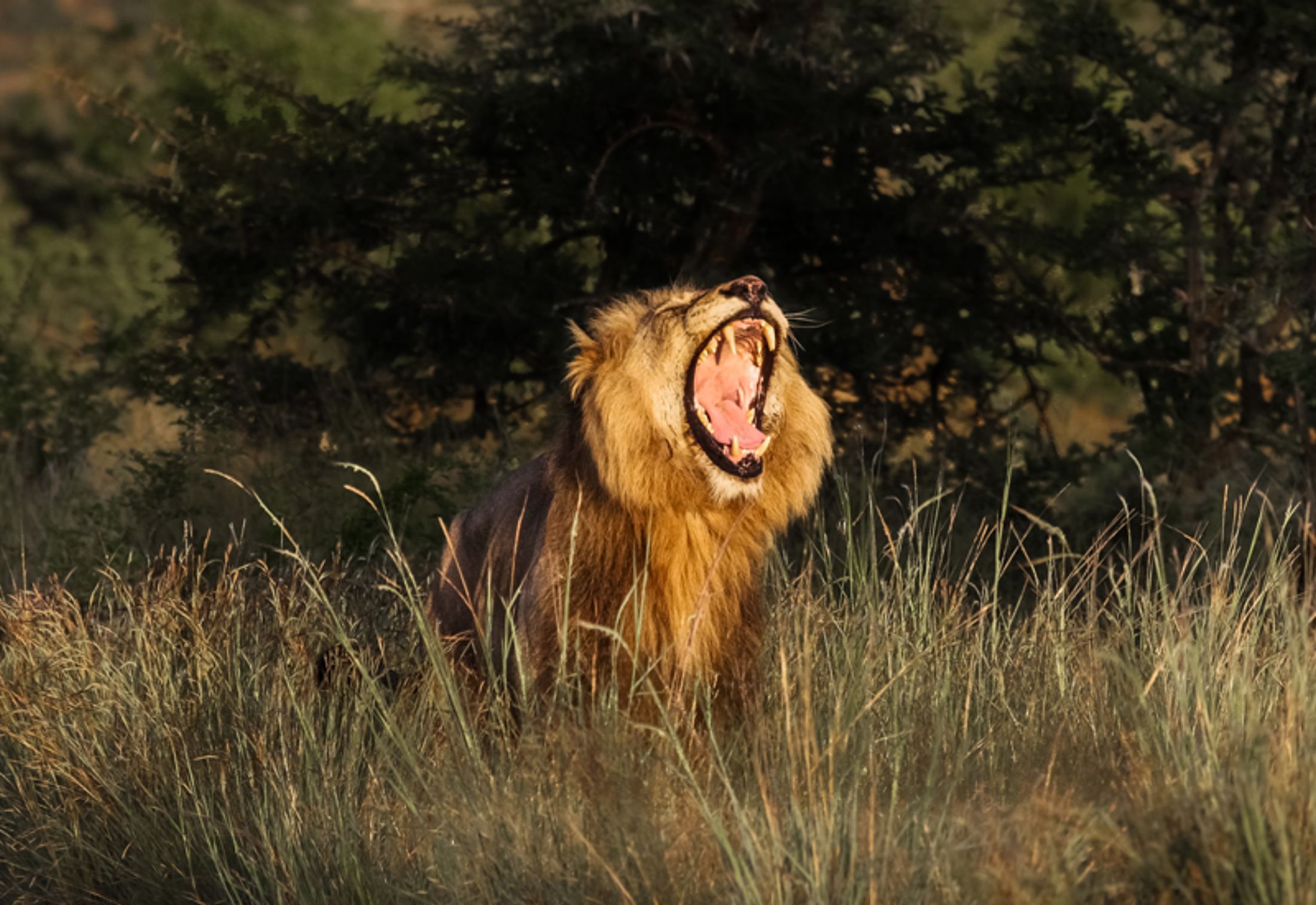 Male Lion Coalitions in the Sabi Sands and Kruger National Park