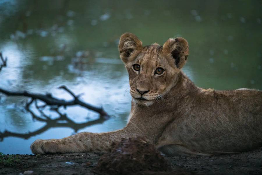 Balule Private Game Reserve