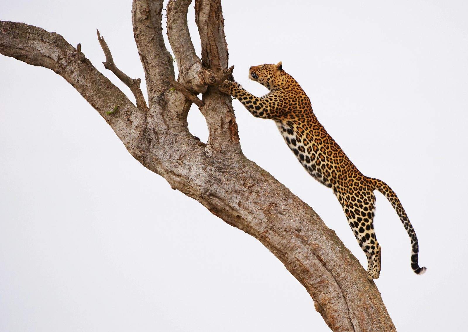 A leopard leaps up the trunk of a bare tree against a pale sky