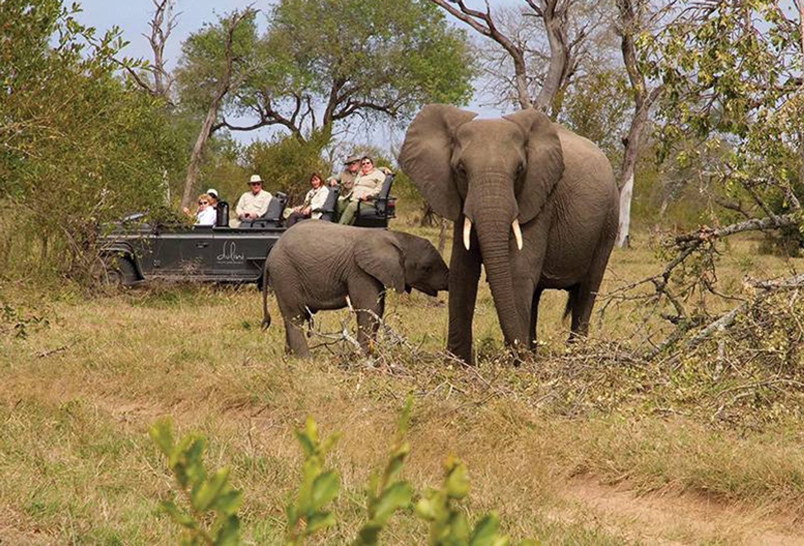 Elephants on game drive with Dulini Lodge