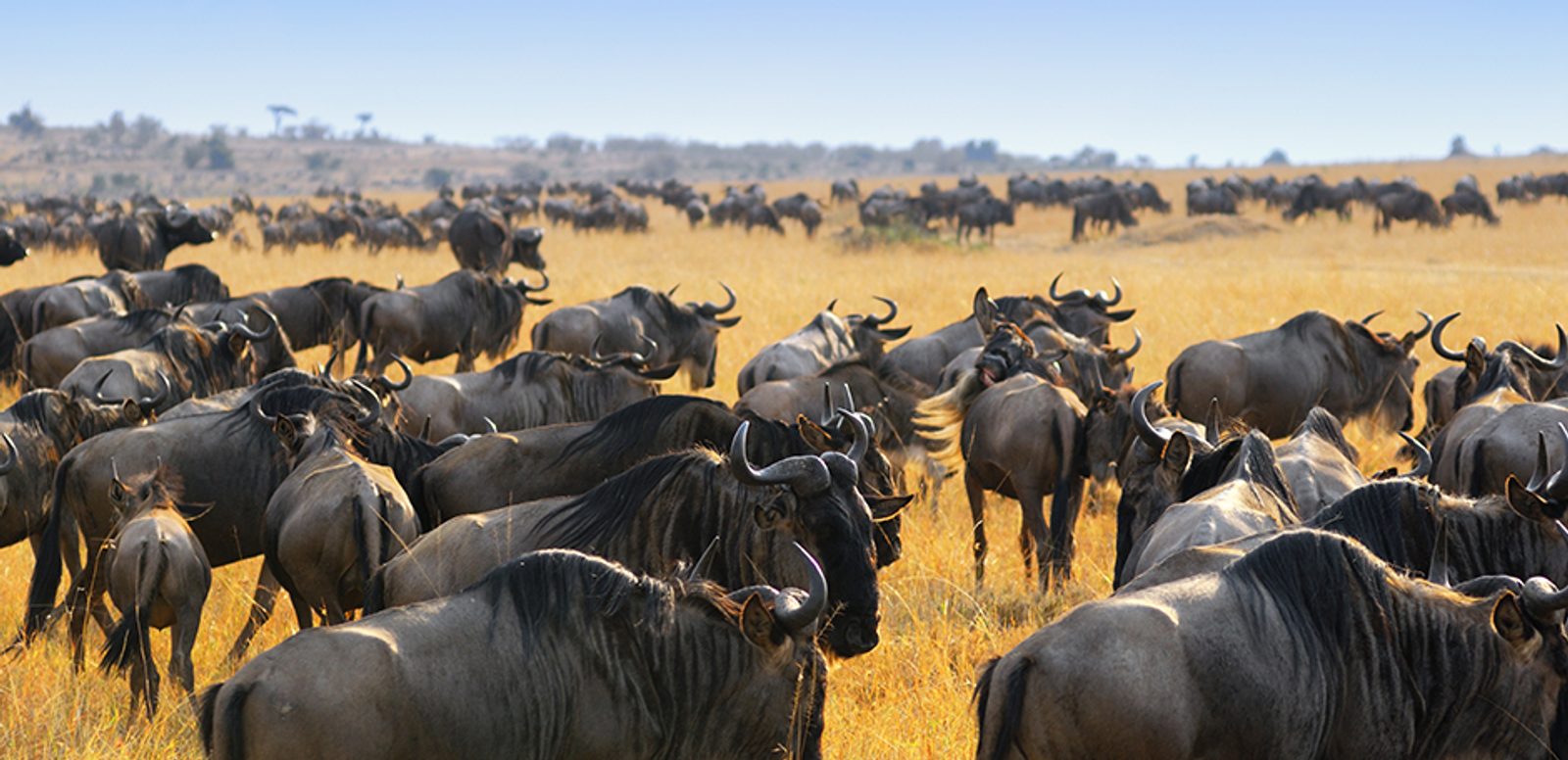Great migration of wildebeest, Masai Mara, Kenya