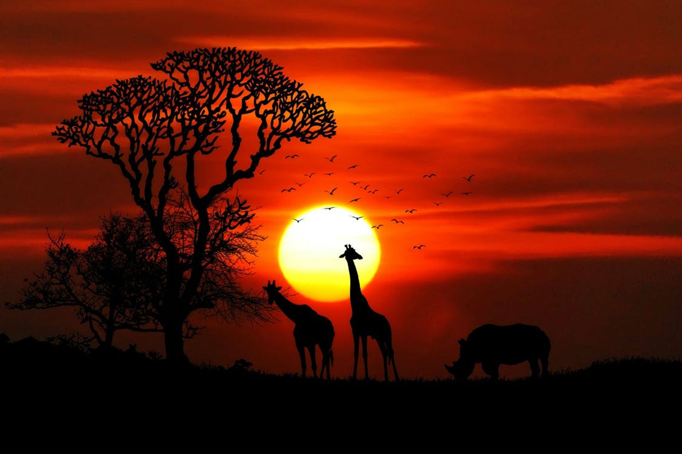 The Most Likely Animals You'll see in Kenya