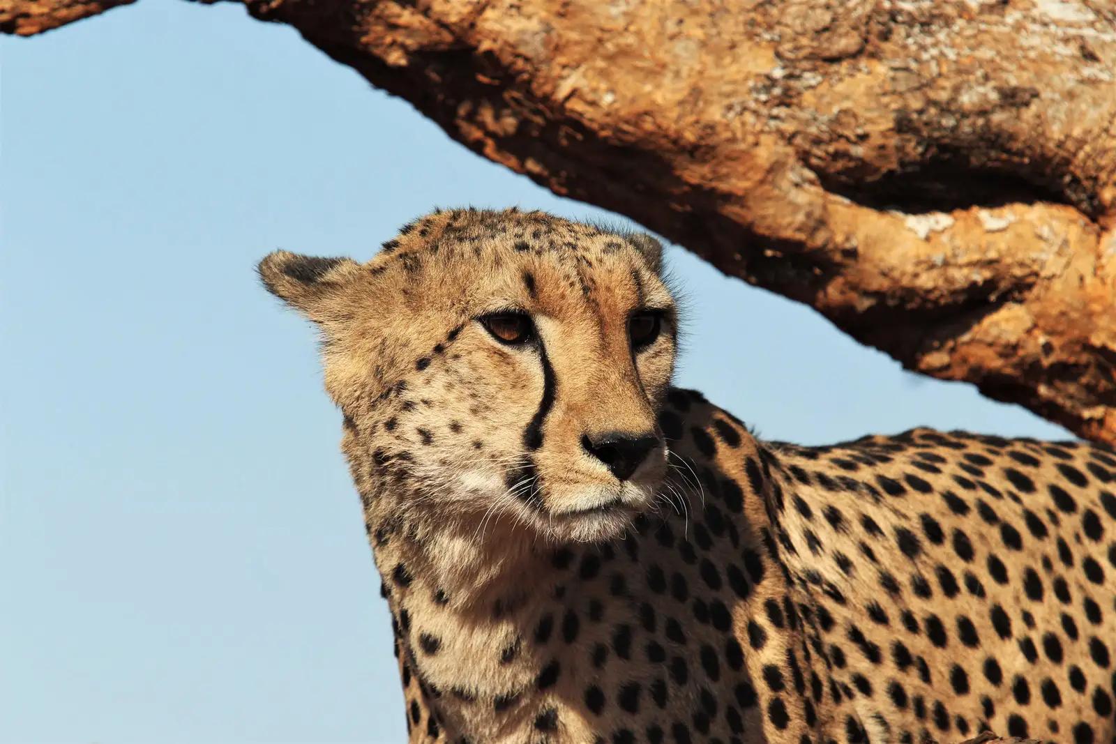 7 Day Madikwe & Cape Town