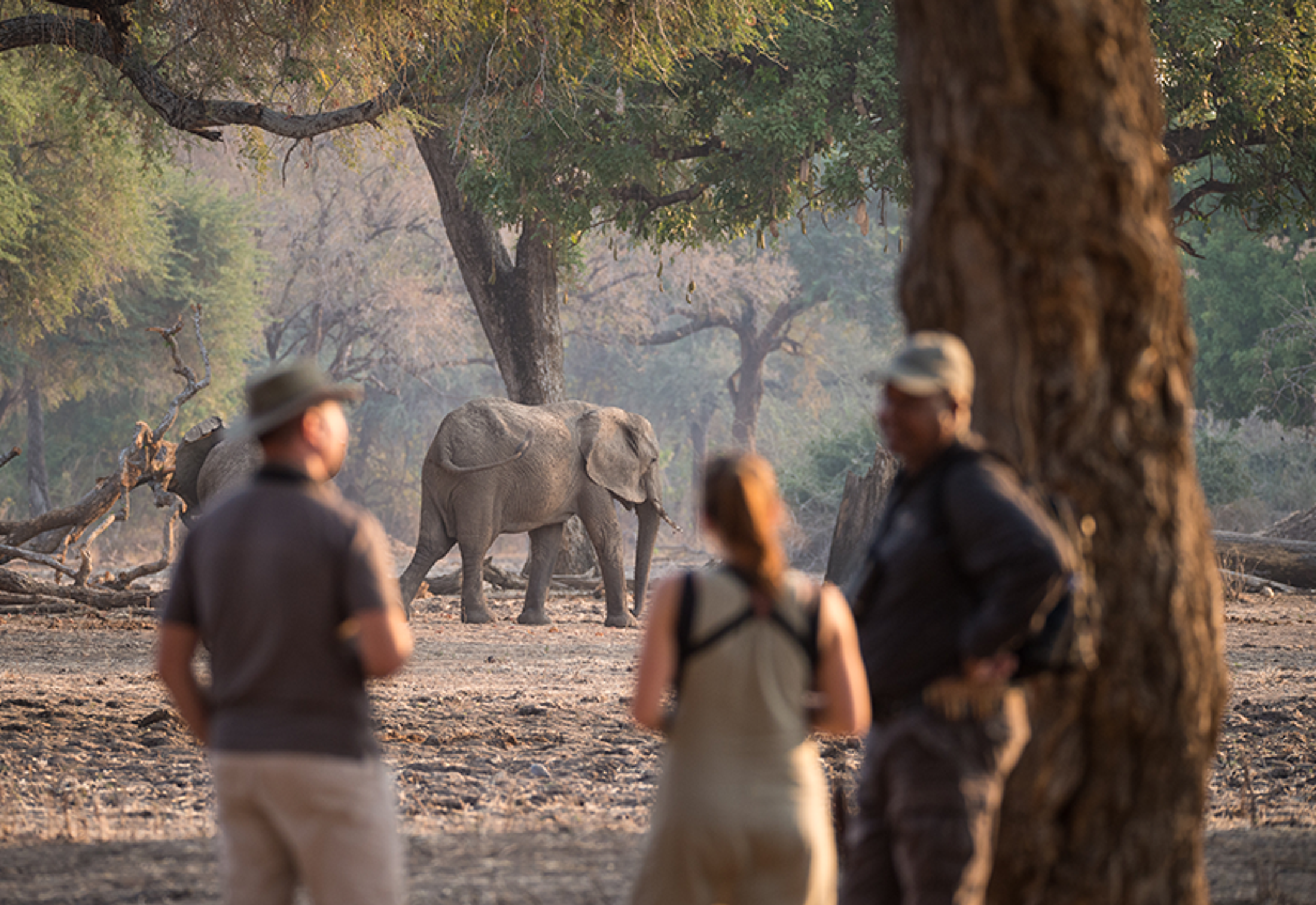 Walking Safaris in Mana Pools National Park