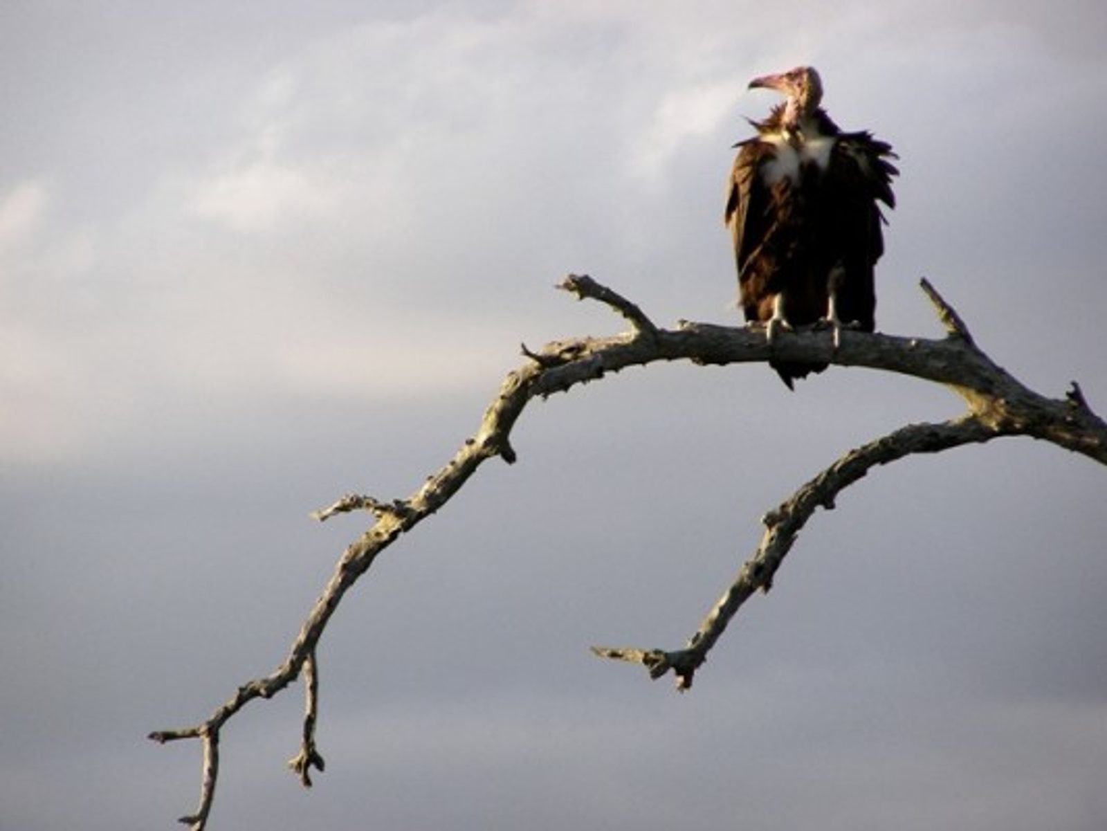 © Chris Renshaw