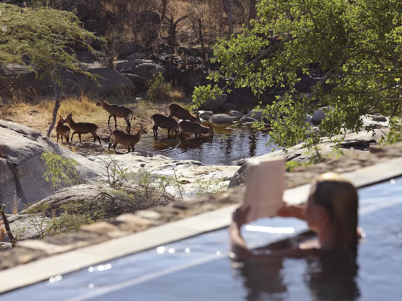 Mwiba Lodge