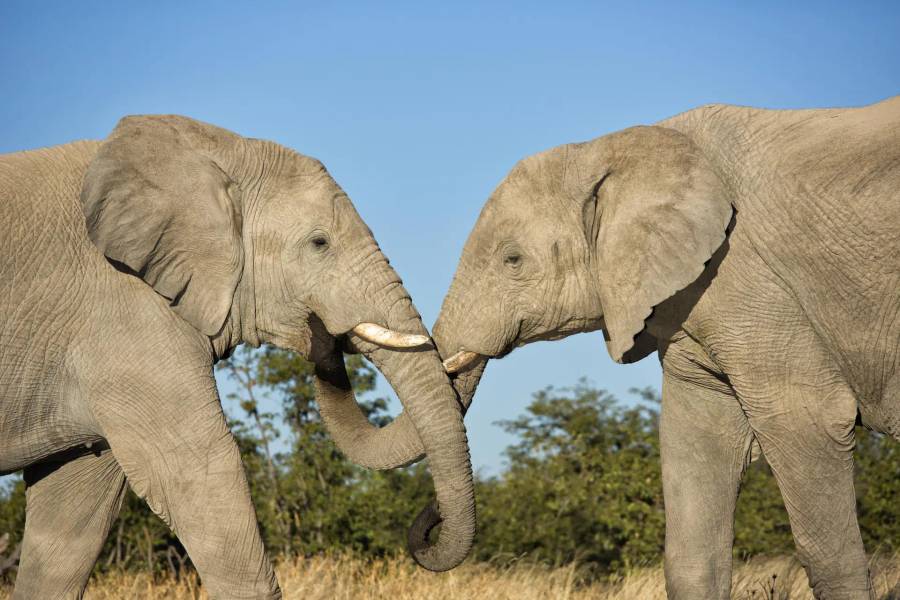 Etosha