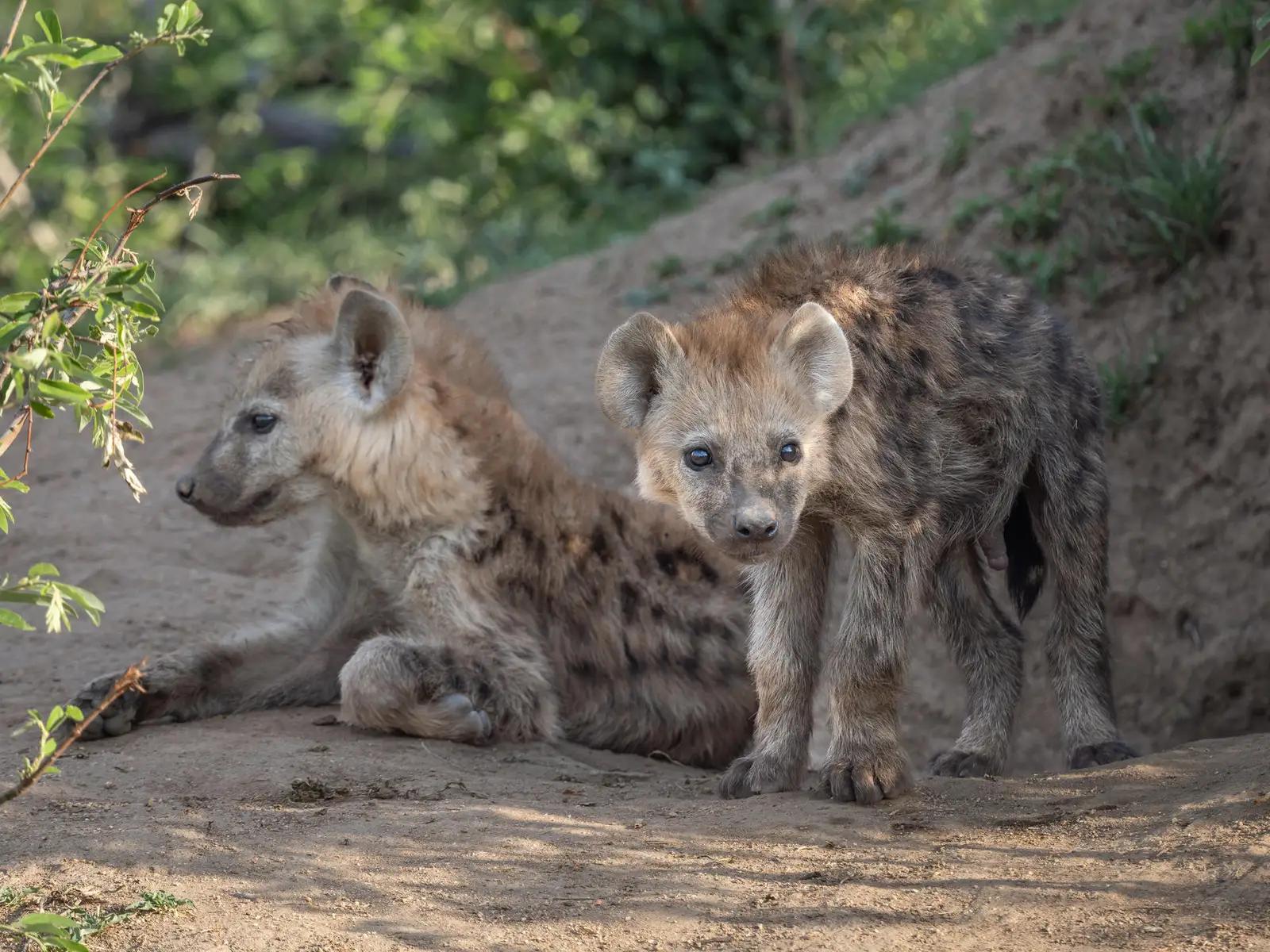Nyati BIG 5 Safari Lodge