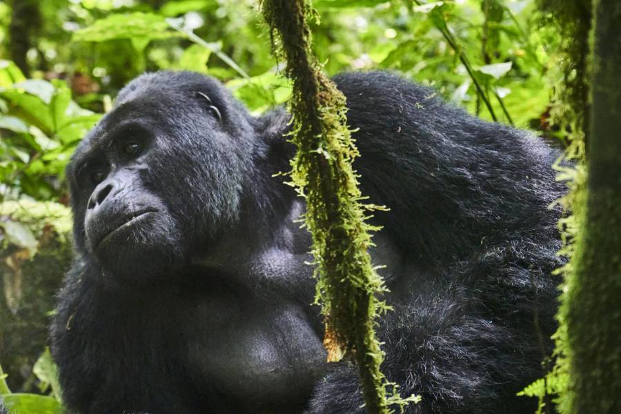 3-Day All Inclusive Fly-in Gorilla Safari