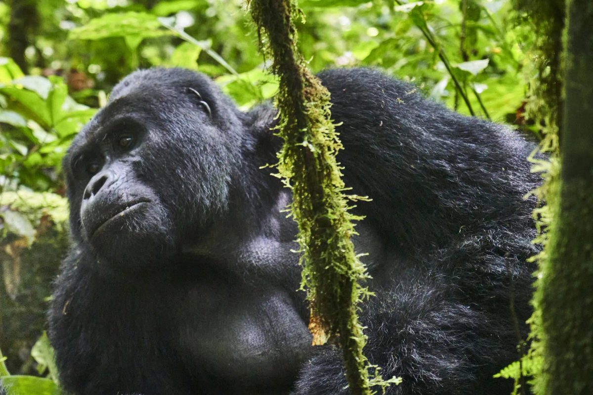 3-Day All Inclusive Fly-in Gorilla Safari