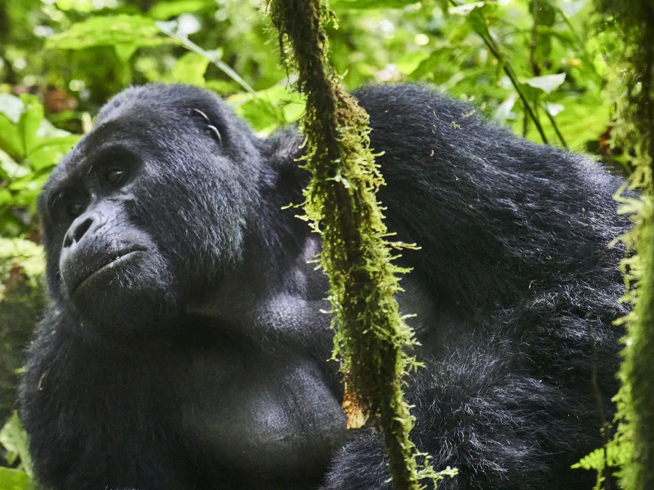 3-Day All Inclusive Fly-in Gorilla Safari