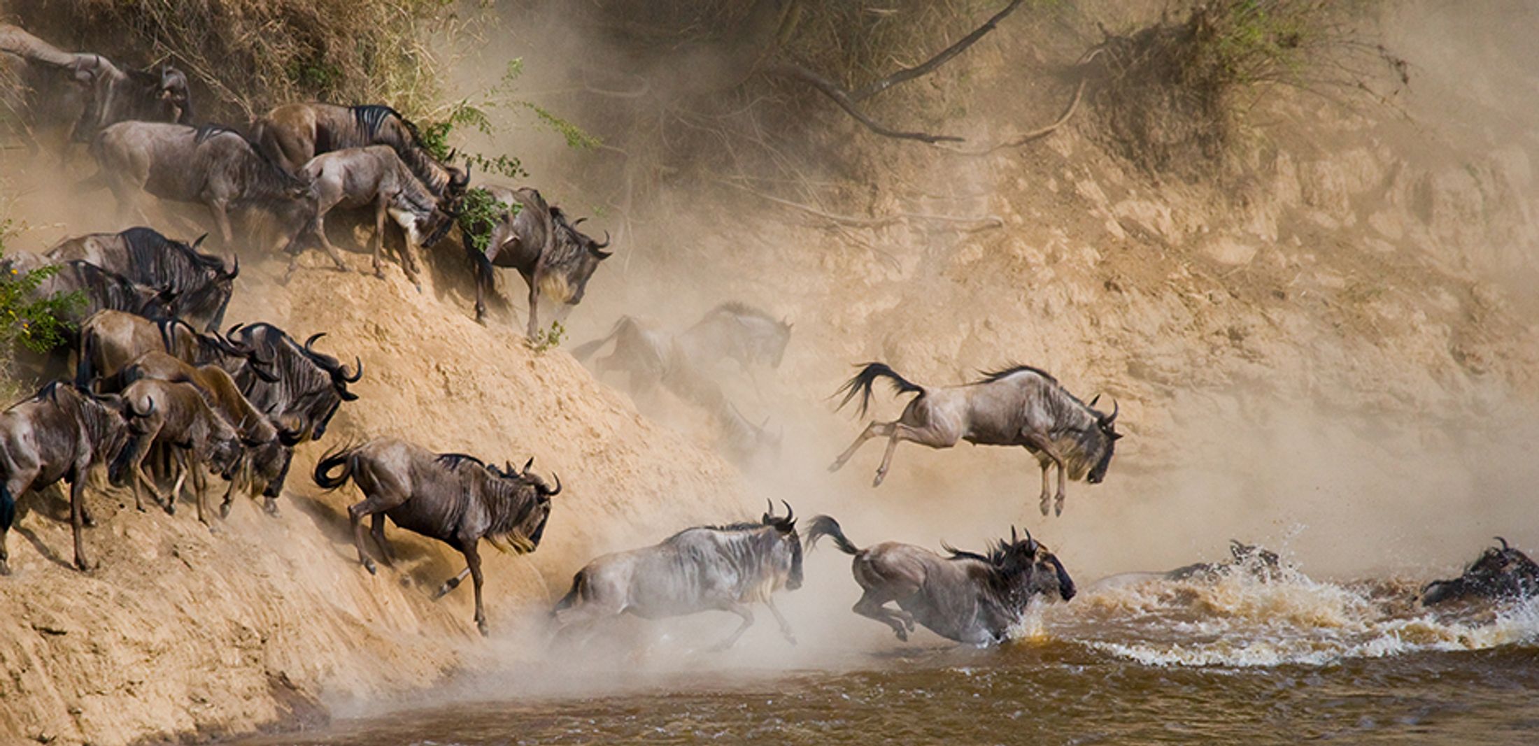 The Great Mammal Migration: 6 Interesting Facts to Know