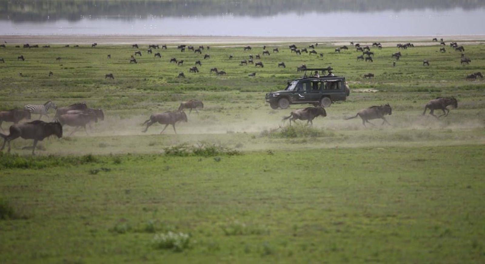 wildebeest migration and game drive vehicle