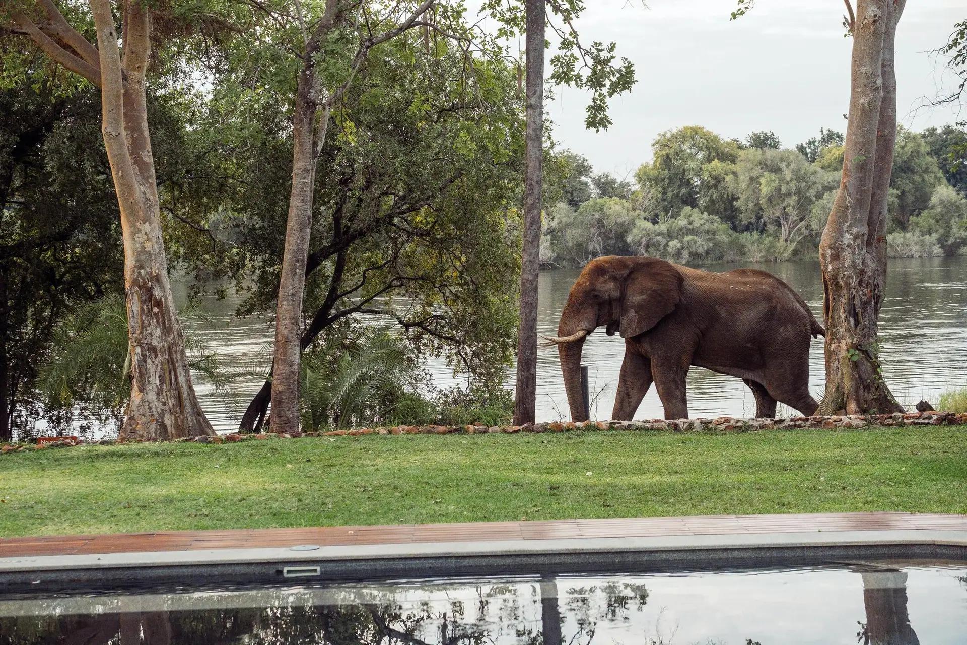 7-Day Ultra-Lux Kruger and Vic Falls Fly-in Safari