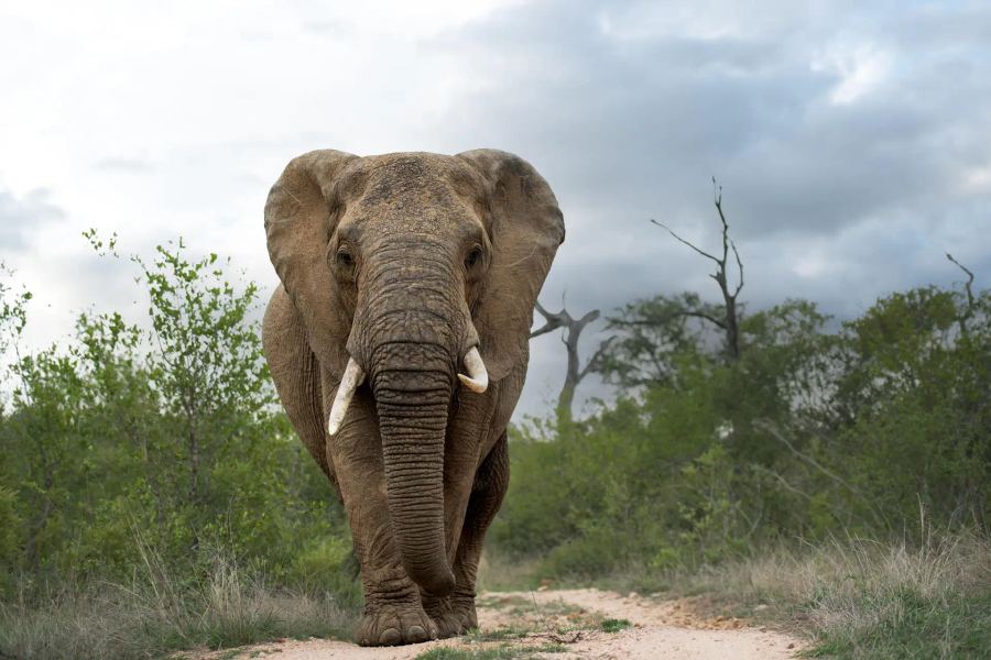 5-Day Singita Kruger Park Promotion
