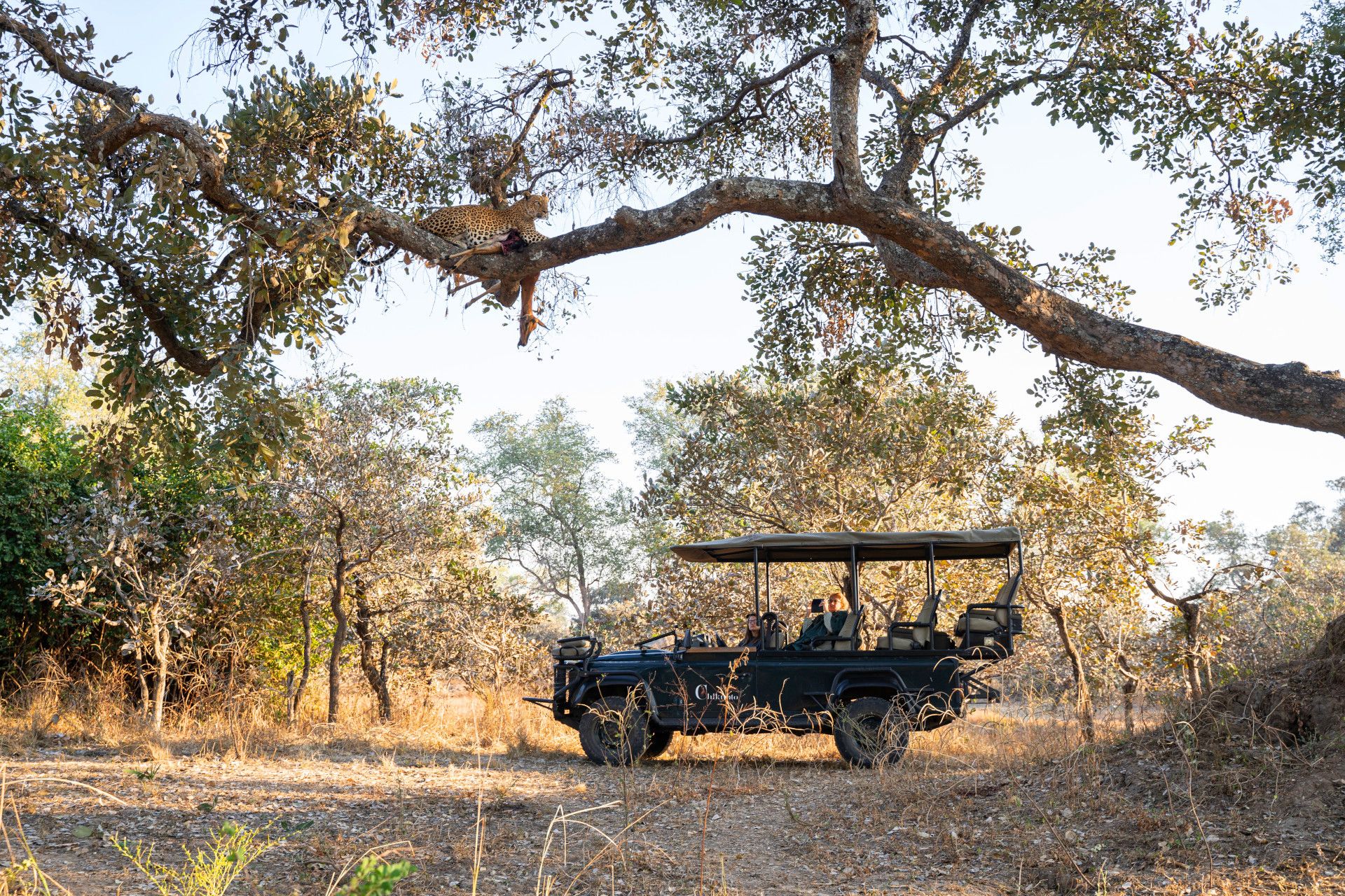 Chikunto Safaris