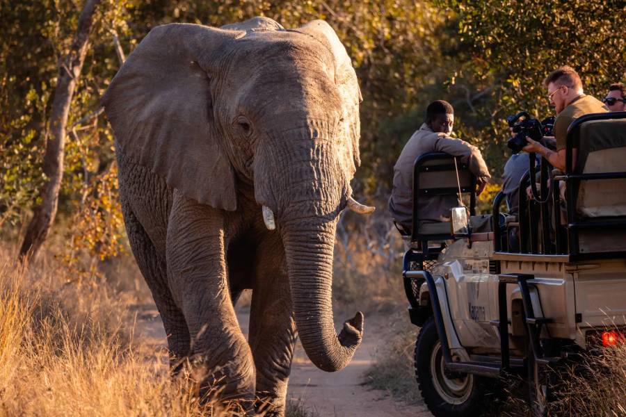 7-Day Adventure Safari in Cape Town & Kapama Game Reserve