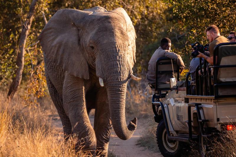 7-Day Adventure Safari in Cape Town & Kapama Game Reserve