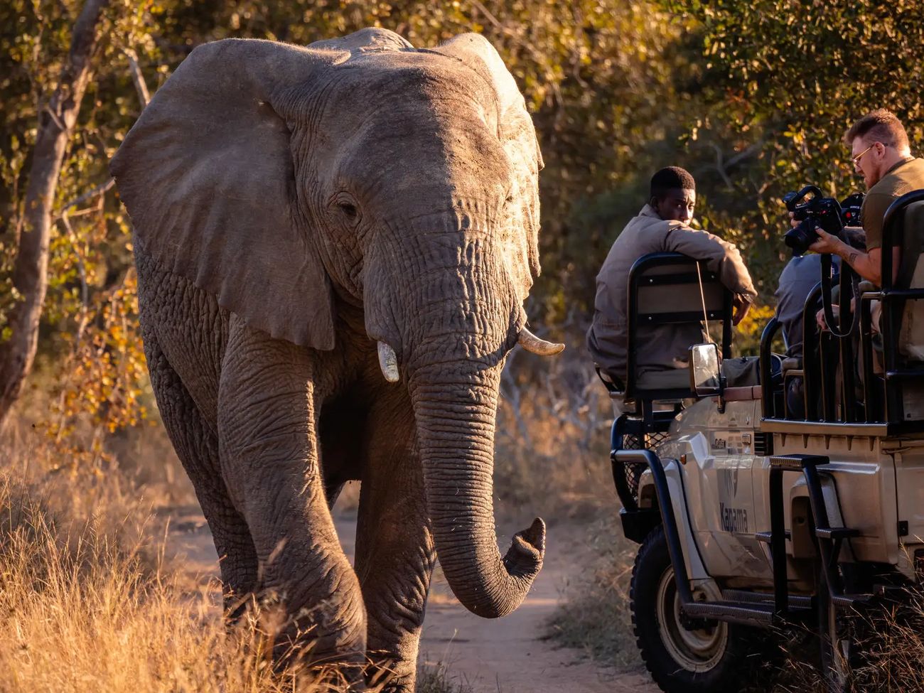 7-Day Adventure Safari in Cape Town & Kapama Game Reserve