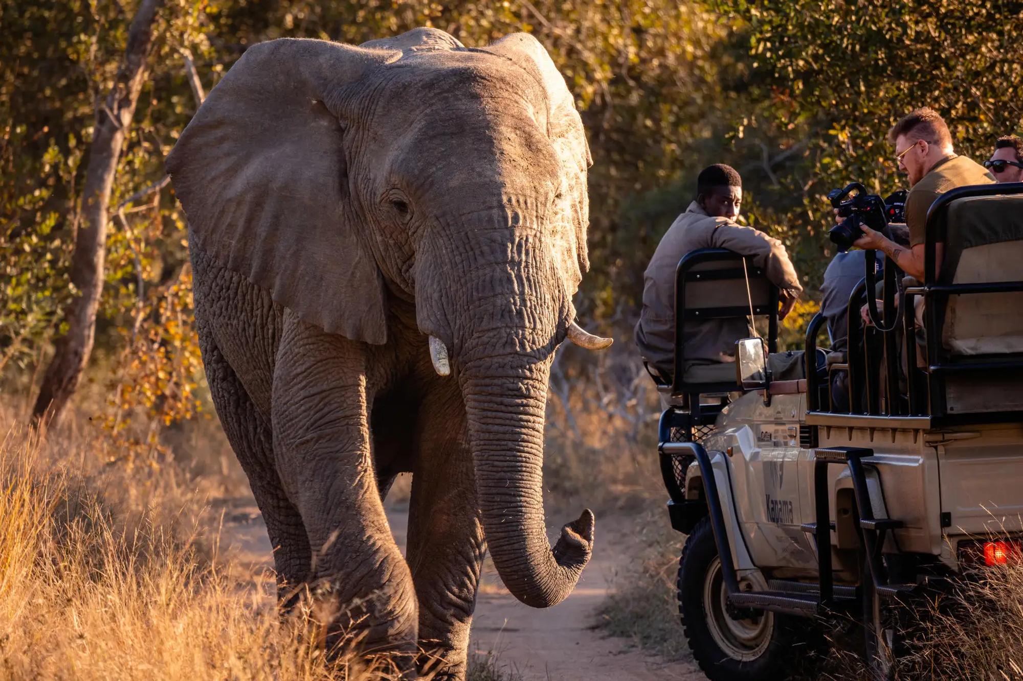 7-Day Adventure Safari in Cape Town & Kapama Game Reserve