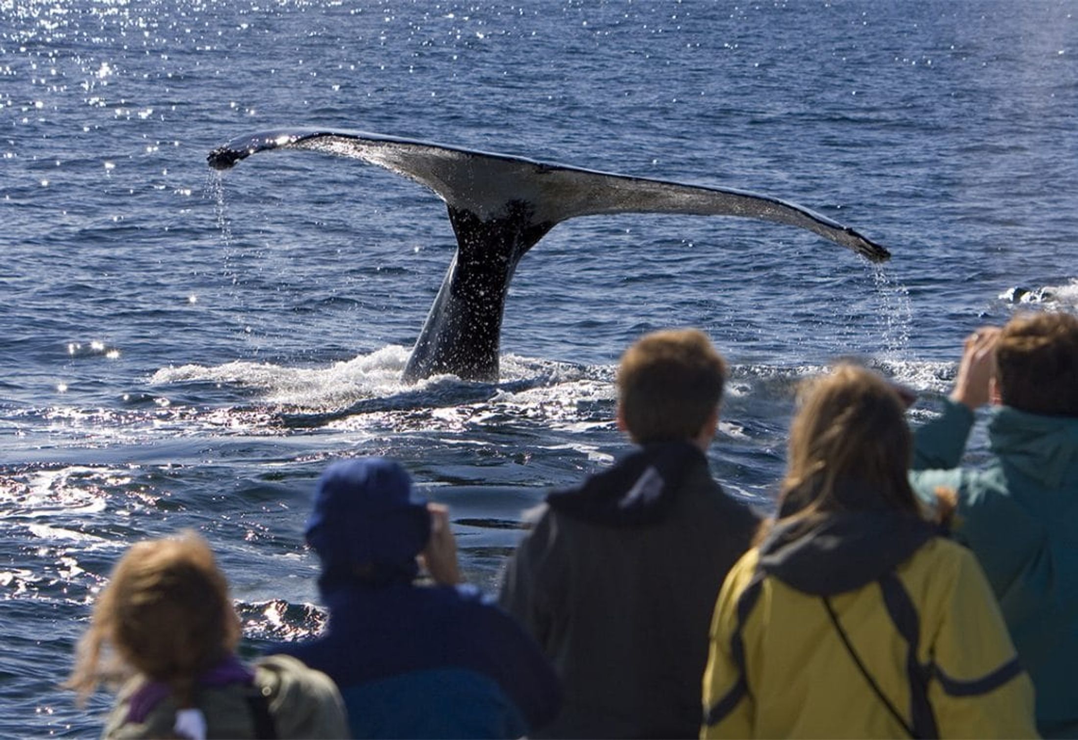 Whale Watching Season in Africa: Where and When?