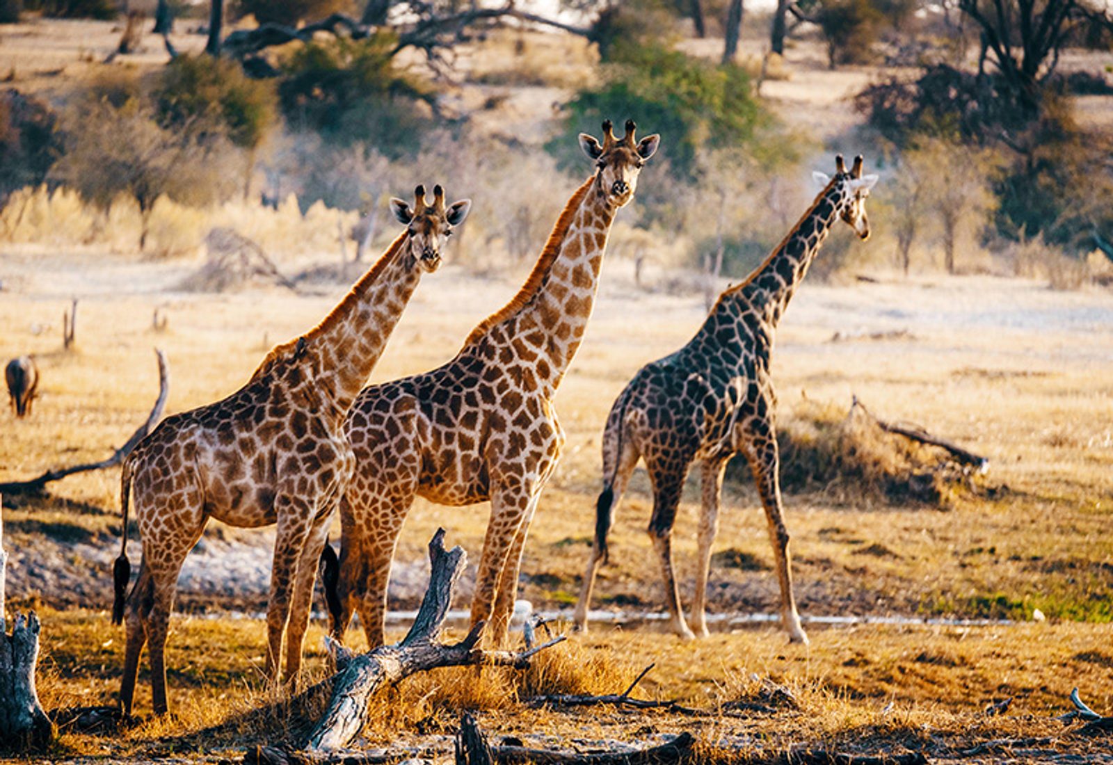 Sighting of three Giraffe - animals in Botswana