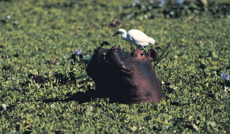 Zambezi River