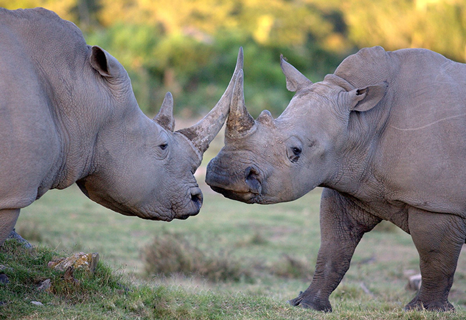 Rhino and Elephant Conservation at Jaci's Safari Lodge in Madikwe Game Reserve