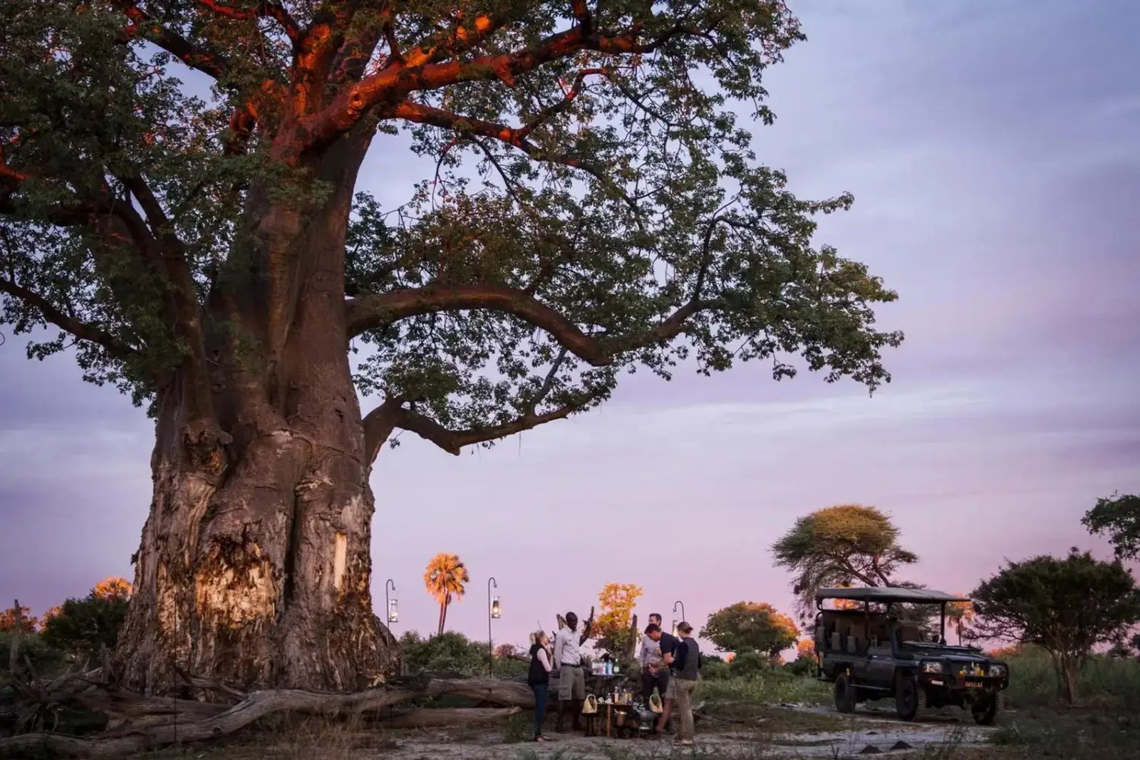 Sundowners under a baobab at Mombo