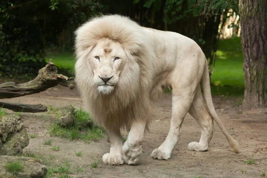 Timbavati Game Reserve 