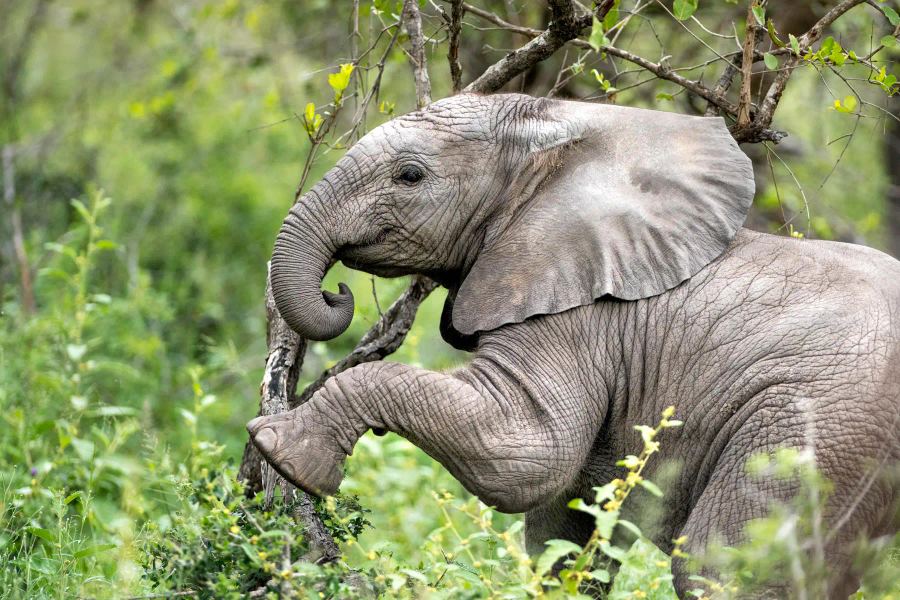 3-Day Singita Fly-in Safari