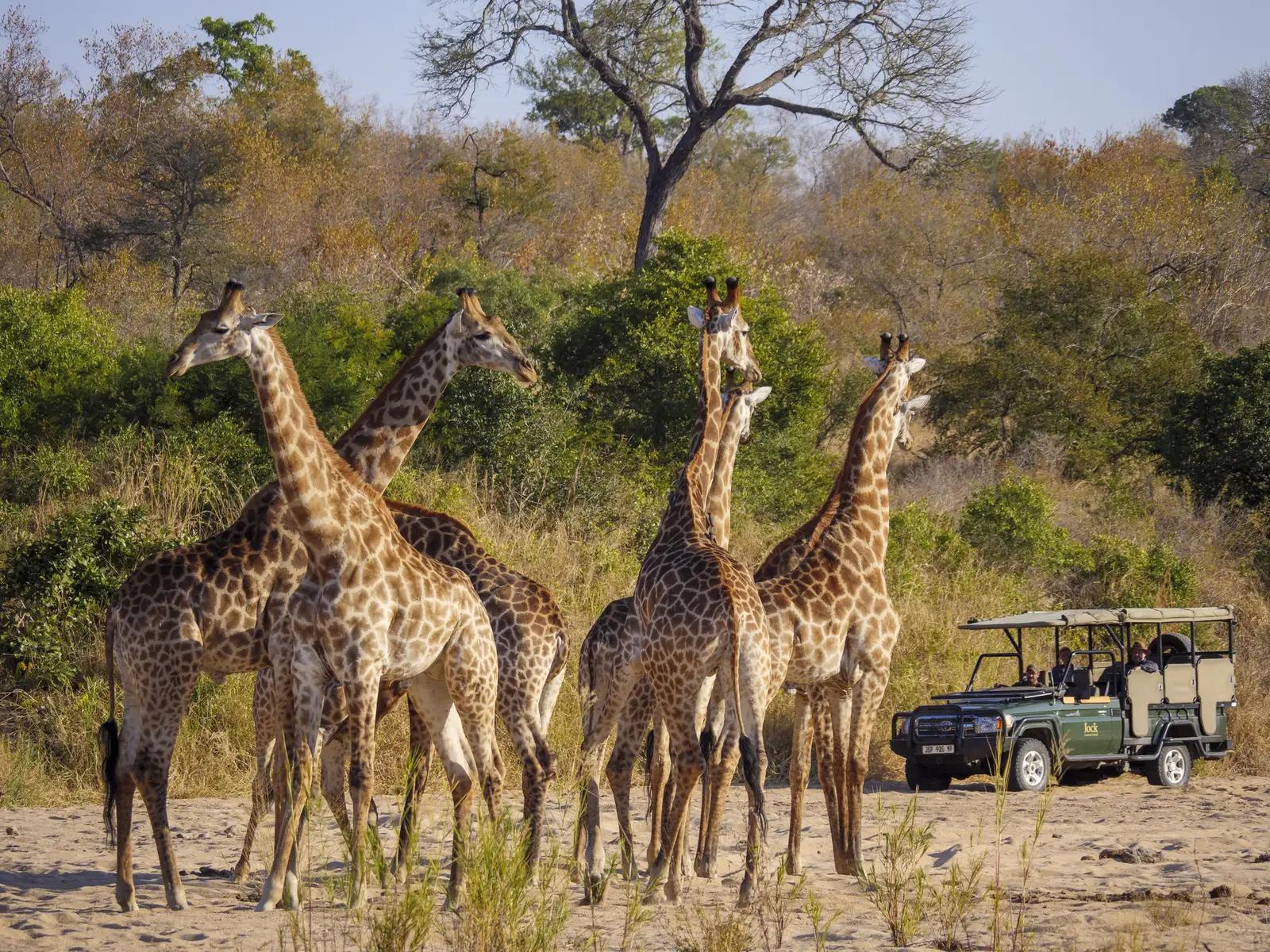4-Day Jock Safari Lodge Fly-in Package
