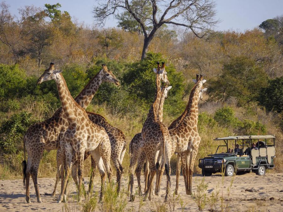 4-Day Jock Safari Lodge Fly-in Package