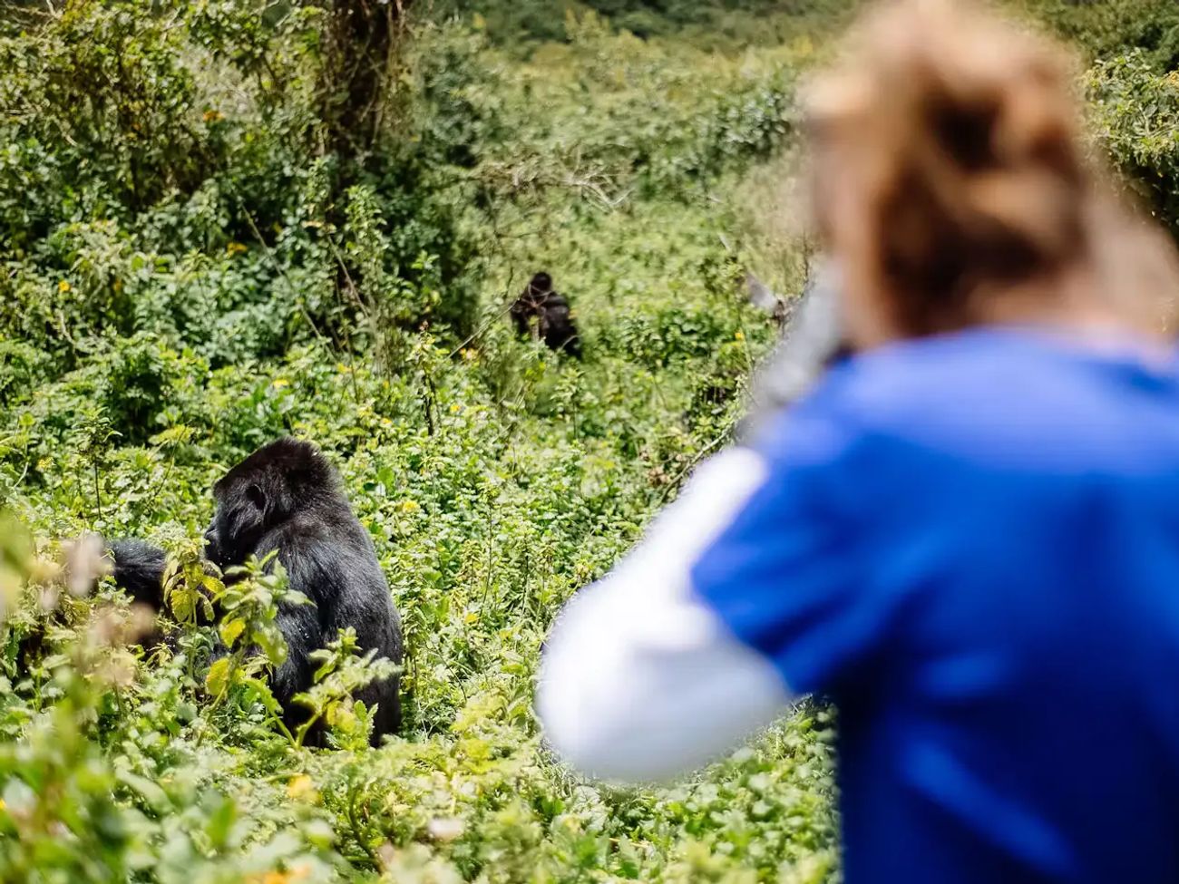 4-Day Rwanda Gorilla and Golden Monkey Trekking Adventure: Affordable & Unforgettable