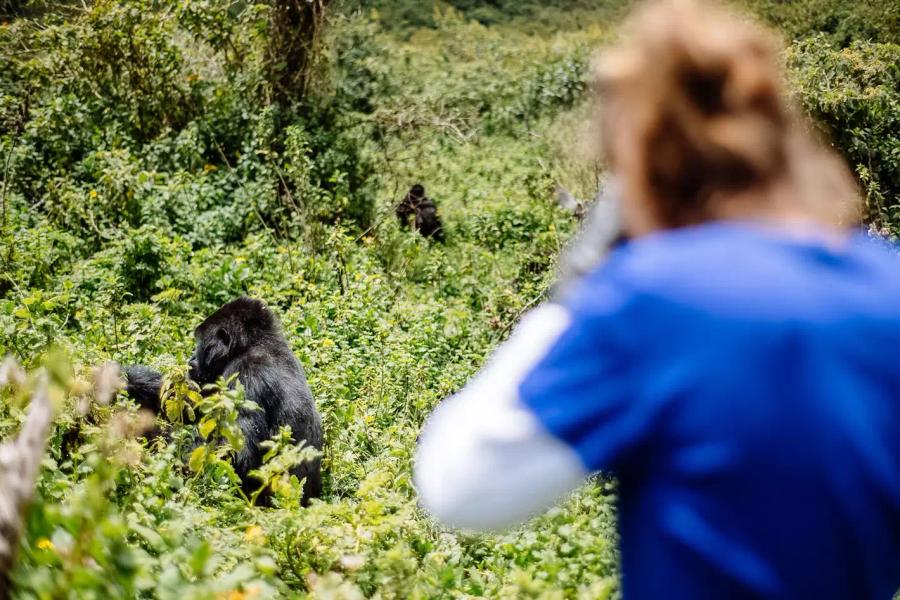 4-Day Rwanda Gorilla and Golden Monkey Trekking Adventure: Affordable & Unforgettable