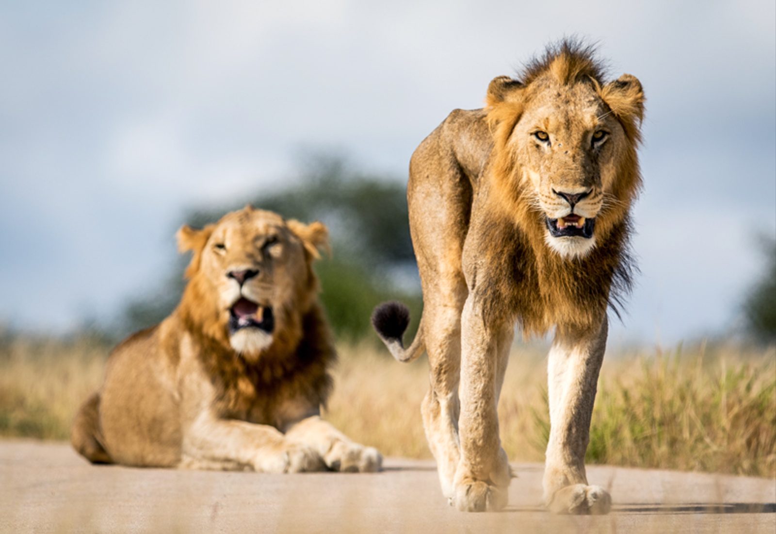 Two young male lion brothers looking confident and strong