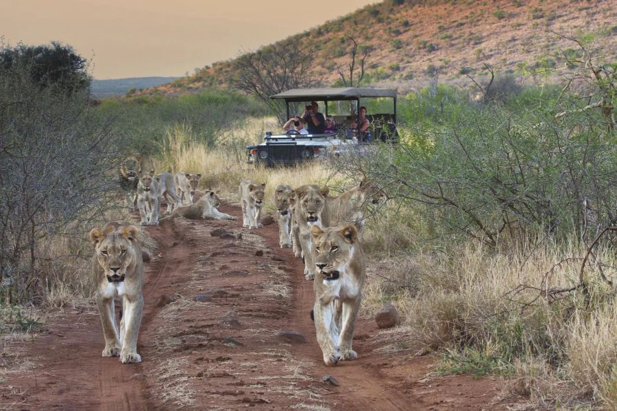 5 Day Madikwe Big 5 Safari Escape
